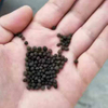 Diammonium Phosphate 18-46-0